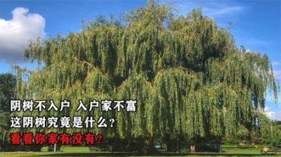 阴树不入户，入户家不富，这阴树究竟是什么？看看你家有没有？