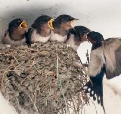 燕子窝一般住几年?什么情况下会弃窝?