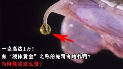 一克1万！有“液体黄金”之称的蛇毒，有啥作用？为何卖这么贵？