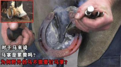 对于马来说，马掌是累赘吗？为何野外的马不需要钉马掌？