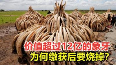 价值超12亿的象牙，为何国家缴获后要白白烧掉？留着卖钱不行吗？