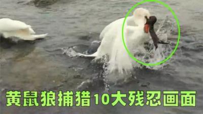 黄鼠狼10大捕猎小动物名场面盘点，最终黄鼠狼还是被猫制服了！