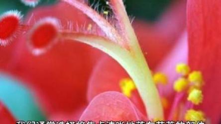 不负芳华，花卉摄影技法完全宝典后期课程，主讲：葛宏军老师