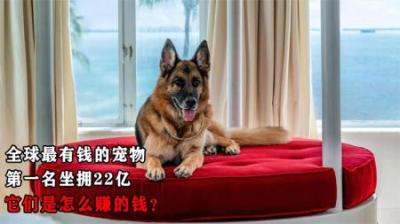 全球最有钱的宠物：第一名坐拥22亿，它们是怎么赚的钱？