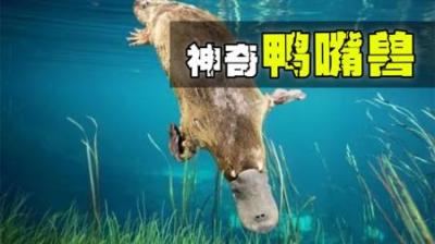 不服达尔文进化论的鸭嘴兽，它比你想的更离谱！