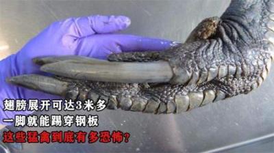 翅膀展开可达3米多，一脚就能踢穿钢板，这些猛禽到底有多恐怖？