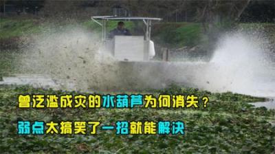 水葫芦入侵我国泛滥成灾，它的弱点太搞笑了，只一招就能搞团灭！