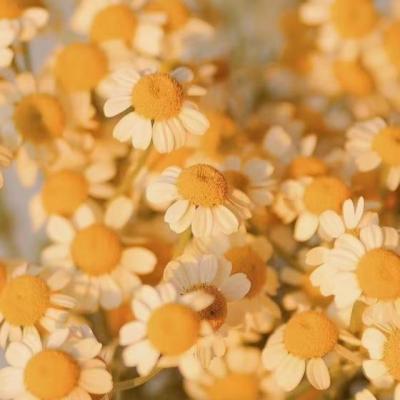 【唯美】有关于毕业的唯美句子（毕业的句子简短唯美的）