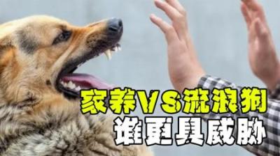 为什么流浪狗一般没威胁，反而是家养的狗总是突然袭击人？