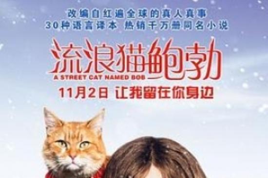 剧情电影《流浪猫鲍勃》解说文案 观后感