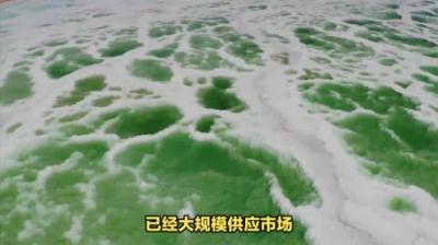 日本排放核污水，海鲜还能吃吗？