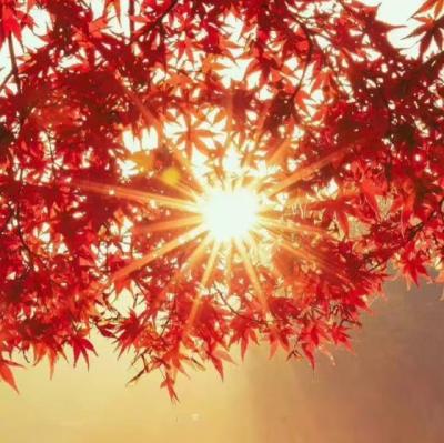 【感悟】拿命赢文案（让你赢的文案）