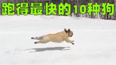 跑得最快的10种狗排行榜，它们的奔跑速度真的超乎了我的想象！