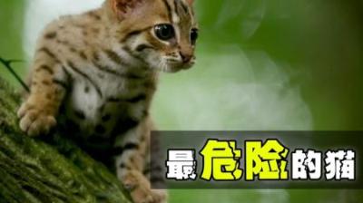 最危险的猫——同时也是最萌的猫，你敢去撸吗？#神奇动物在抖音