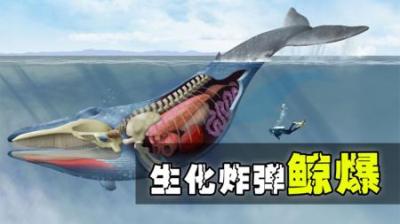 遇见搁浅的鲸鱼，千万别靠近，随时可能会发生爆炸！