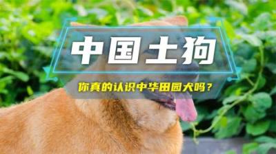 你真的人认识中华田园犬吗？