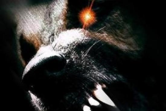 动作片《地狱犬》电影解说文案