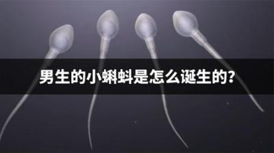 男生的小蝌蚪是怎么诞生的？