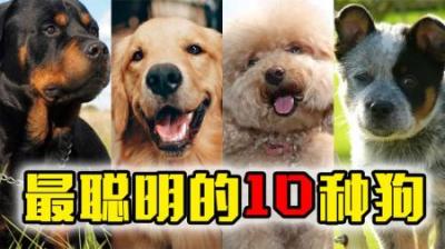 全世界最聪明的10种狗排行榜，我承认它们的智商在我之上！
