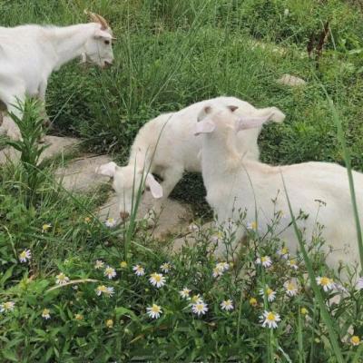 【经典】给别人剥龙虾的文案（给别人剥虾的文案）