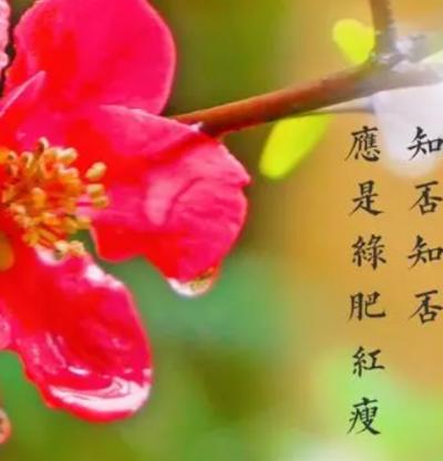 绿肥红瘦中的红瘦&mdash;&mdash;揭秘花中贵妃