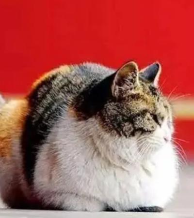 朱元璋与猫的不解之缘:百猫坊的由来