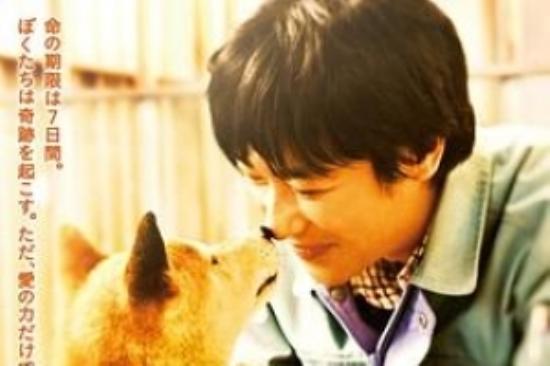剧情《向日葵与幼犬的7天》电影解说文案