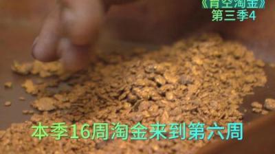 《淘金之旅：六周分水岭，成败在此一举》