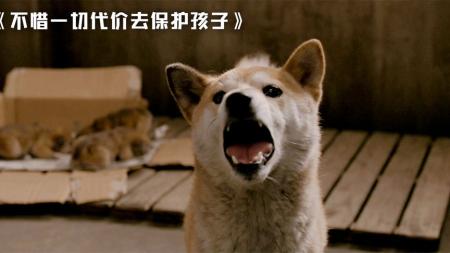 伟大的母爱，它不惜一切代价去保护自己的孩子们《让人泪奔》