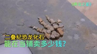 二叠纪恐龙化石，能在当铺卖多少钱，美女顾客是憨憨老板低价捡漏