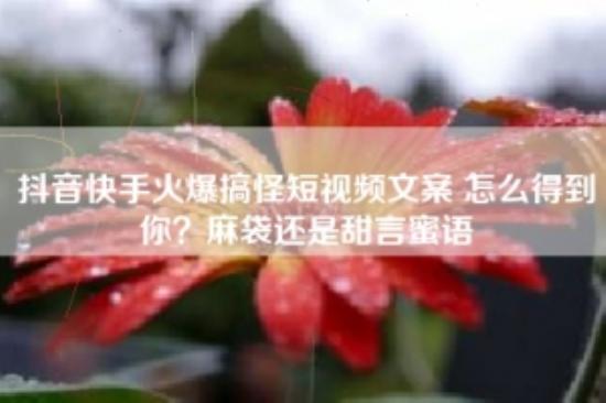 抖音快手火爆搞怪短视频文案 怎么得到你？麻袋还是甜言蜜语