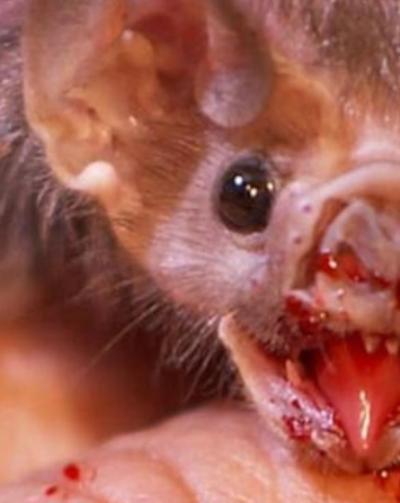 揭秘巨型蝙蝠王&ldquo;吸血鬼&rdquo;之称的由来，通常描述是什么样的？