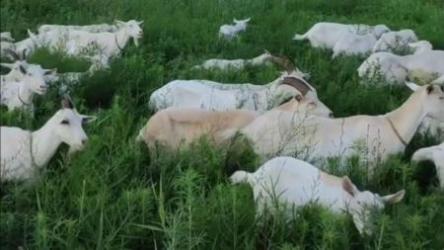 超详细各类.养殖资料大全[ali]