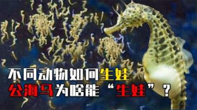 不同动物如何生娃：海马为啥选雄性“生娃”？袋鼠育儿袋长啥样？