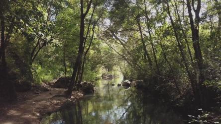 阳光下的森林溪流更多 More:无人机镜头在森林中的河流上向后移动