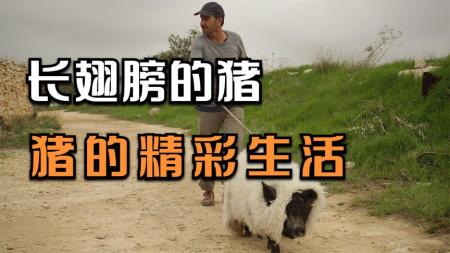喜剧电影《长翅膀的猪》解说文案(时长两个小时的喜剧电影)