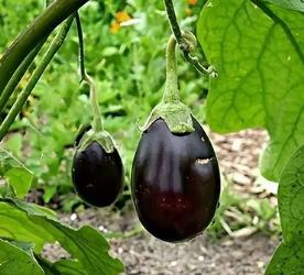 怎么辨别女生的胸是真胸还是假胸？隆的胸和真的有啥区别？