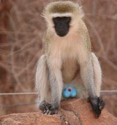 动物冷知识：动物的蛋蛋长得有多花里胡哨？！