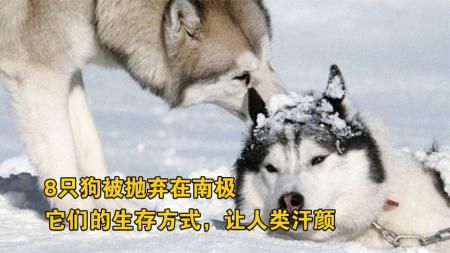冒险《南极大冒险》电影解说文案 解说素材