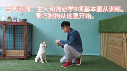 【训犬教程】专业训犬教程（140节课）