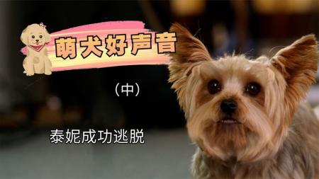 【电影】《萌犬好声音》解说文案《萌犬好声音》影视文案：能说会唱真狗秀，快乐奇妙合家欢