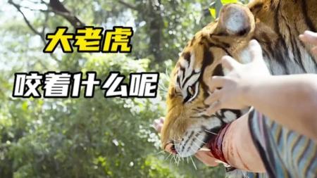 剧情电影《虎神》解说文案（剧情电影《虎神》解说文案怎么写）