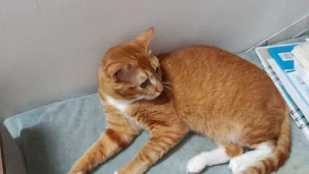 铲屎君必备.猫咪训练视频[ali]