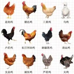 认识鸡的种类：让您吃鸡不再迷茫！