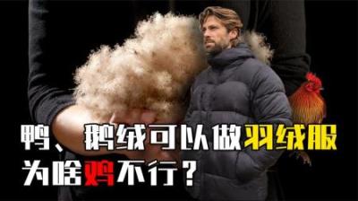 同样是家禽，鸭绒、鹅绒都可以做羽绒服，为啥偏偏鸡绒不行？