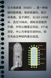 狂犬病毒是如何一口一口吃掉你大脑的？
