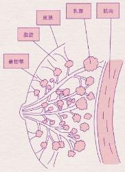 女生胸部最标准的5个形状（男生禁入）！