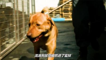 《白色上帝》解说文案《白色上帝》——动物保护主义者的偏执幻想