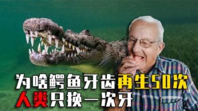 为啥鳄鱼牙齿能再生50次，鲨鱼换2万颗牙，人类牙齿却无法再生？