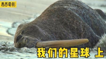 《我们的星球》冰川融化让许多动物没有家了，一个小小的海滩挤了十万多只海豹